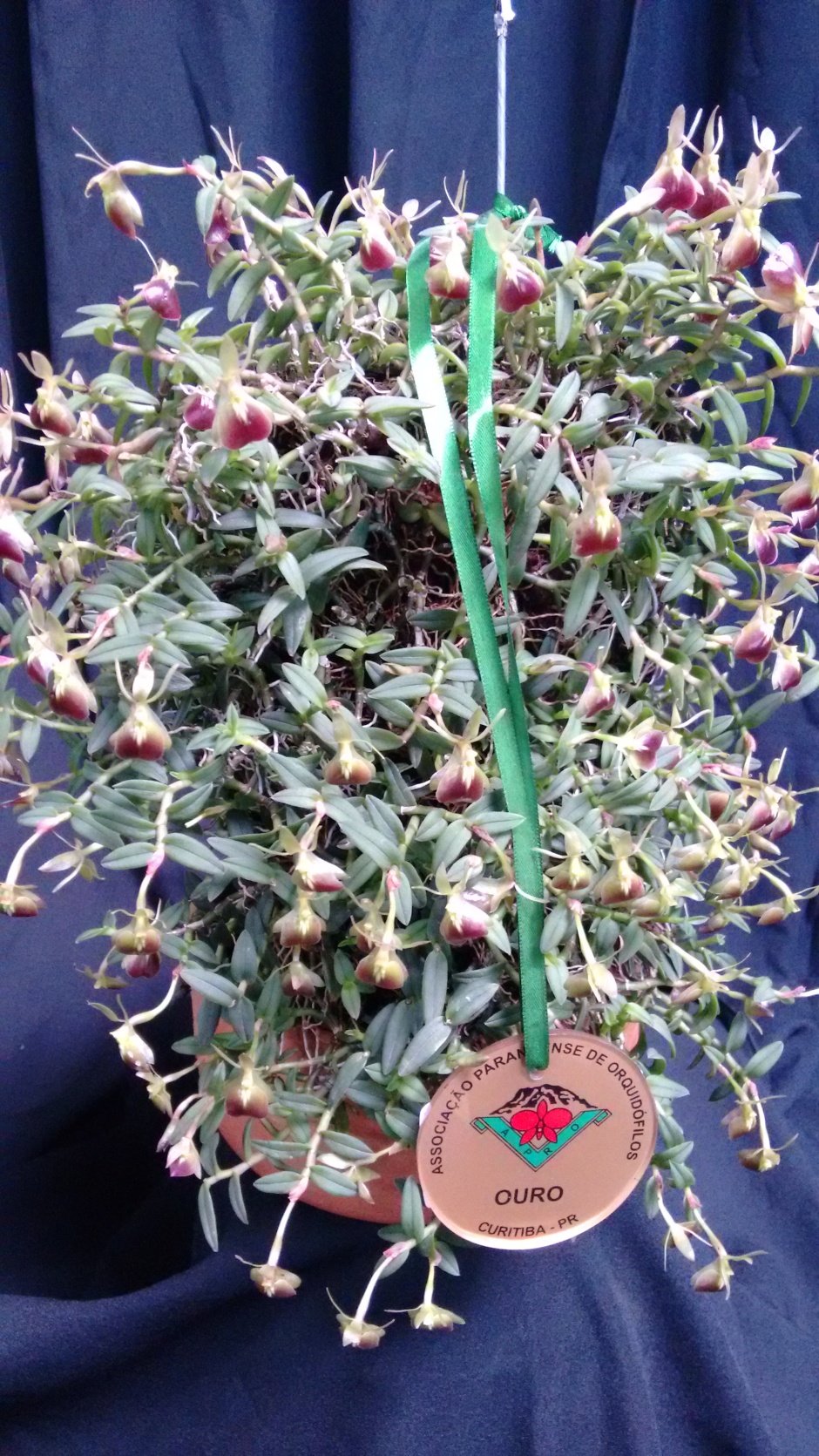 Epidendrum peperomia - associação Orquidofila Iratiense - agraciada com Medalha de ouro e Melhor Botanica da 111 exp orq bosque sao cristovao - 7abril18 - 1