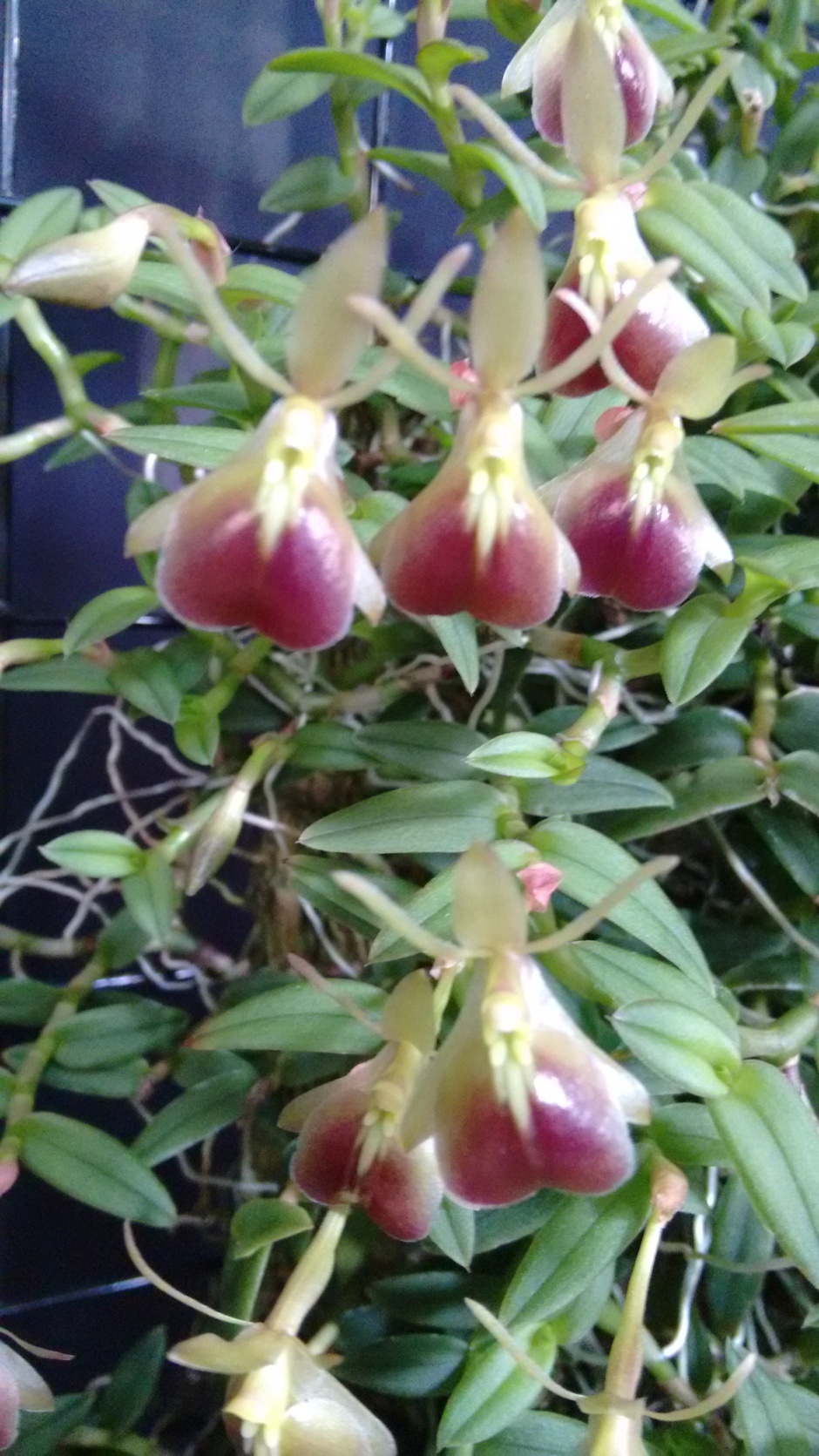 Epidendrum peperomia - associação Orquidofila Iratiense - Medalha de ouro e Melhor Botanica da 111 exp orq bosque sao cristovao - 7abril18 - 2