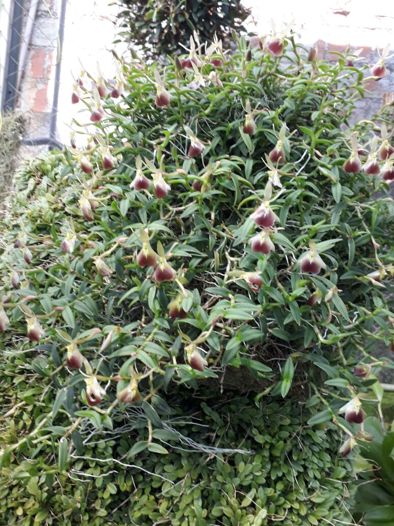 Epidendrum porpax - Joselio 1