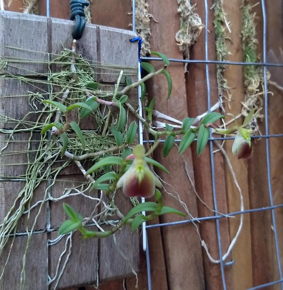 Epidendrum porpax - Roberta Sakuma 1