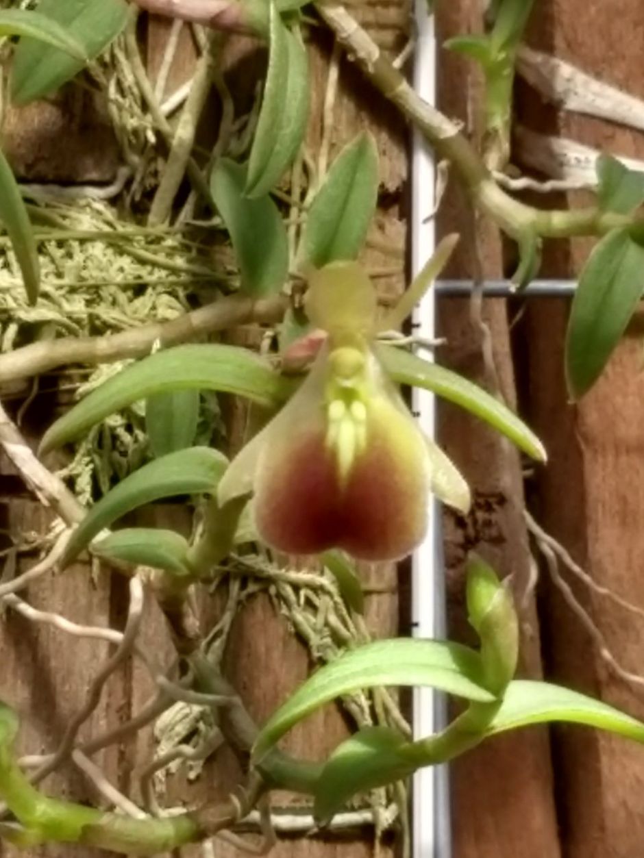 Epidendrum porpax - Roberta Sakuma 14